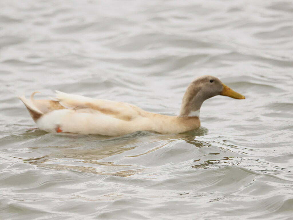 Taylor, TX 5 Garage Door Repair Austin, TX